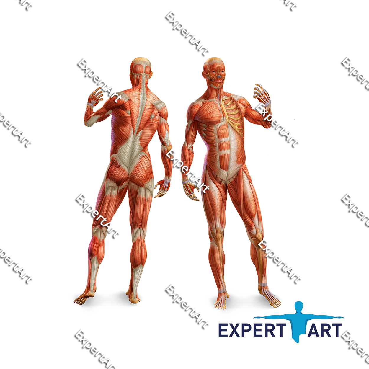 Axial-and-Appendicular-Muscles